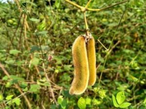 mucuna pruriens